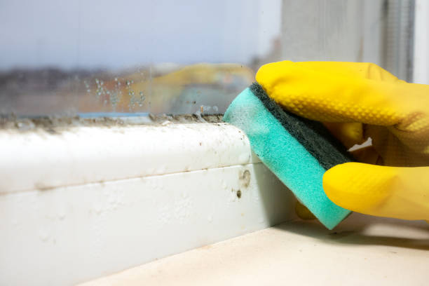 Best Basement Mold Remediation in Mount Ephraim, NJ